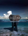 se vedi un elefante in mezzo al mare, sei su mareeonline.com