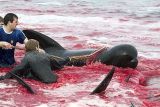 A Taiji l'acqua è già rossa, stagione di mattanza