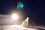 Quell'orso polare a guardia della biodiversità