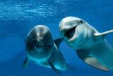 Whalewatcher, a Taranto un corso con i delfini