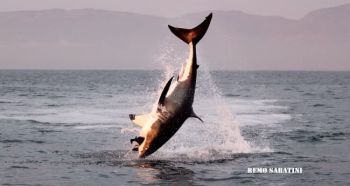 La ricerca salverà lo squalo bianco?